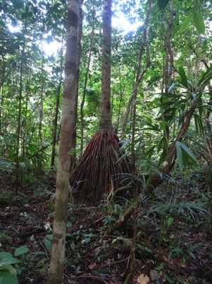 A tree with a skirt A tree with a skirt